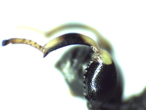 Brachymeria sp.